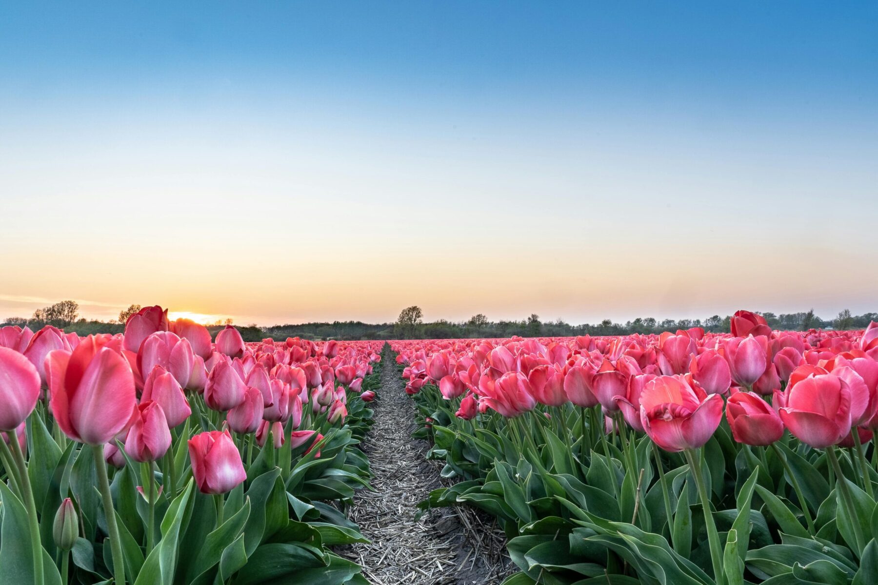 Greenport Duin- en bollenstreek subsidieadvies | Haute Equipe